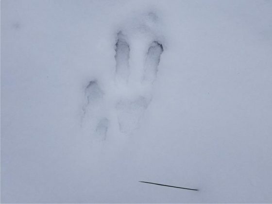 Unidentified Footprints