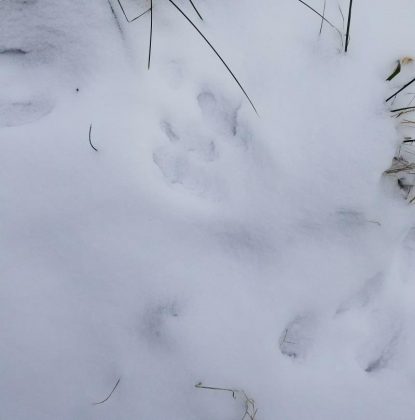 Unidentified Footprints